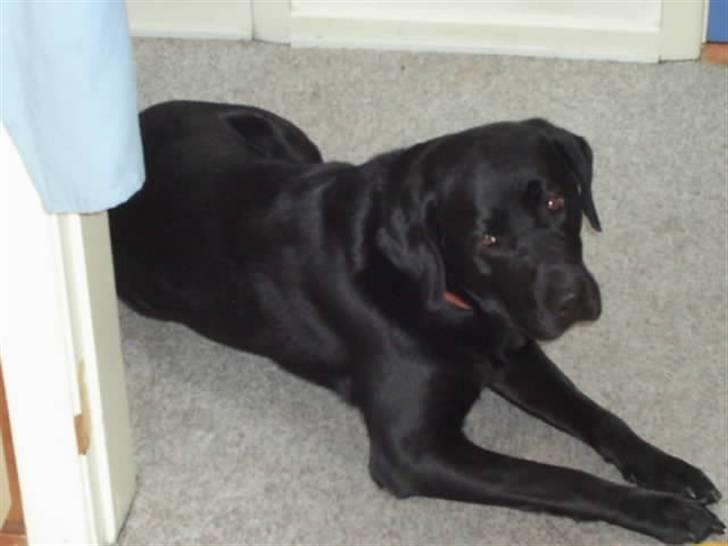 Labrador retriever teddy billede 1