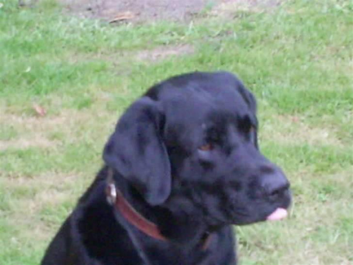 Labrador retriever teddy billede 2