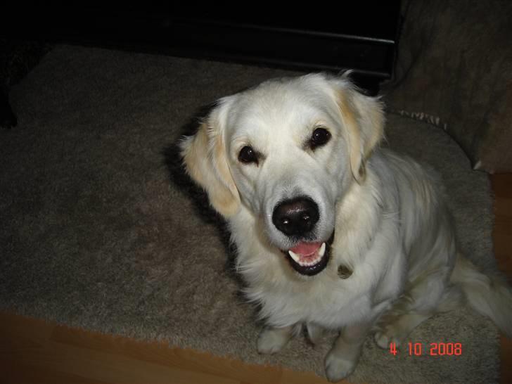 Golden retriever Montana "Monty" billede 3