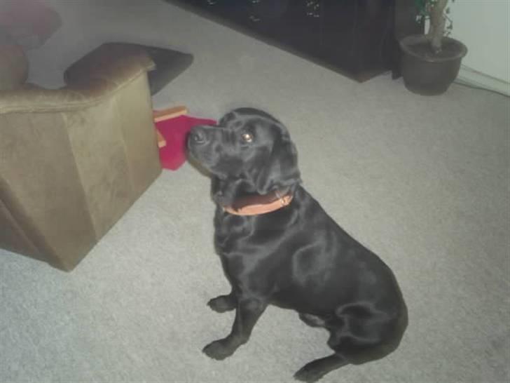 Labrador retriever teddy billede 3