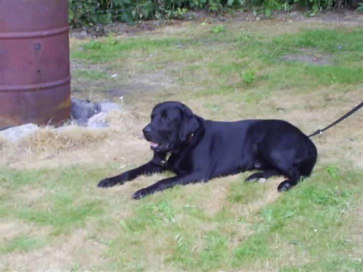 Labrador retriever teddy billede 4