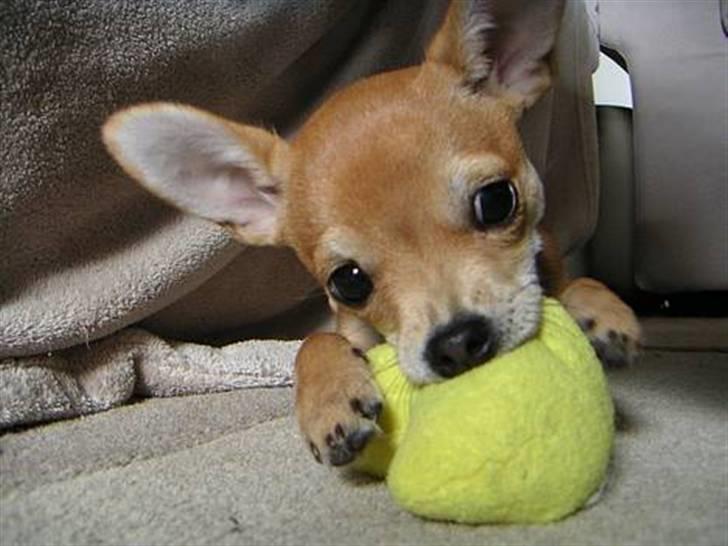 Chihuahua Samson billede 20