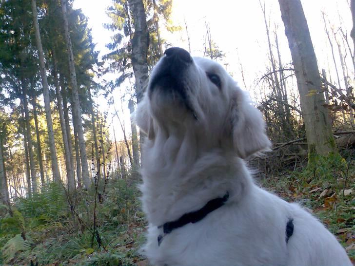 Golden retriever Montana "Monty" billede 7