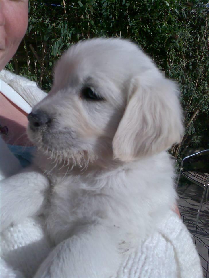 Golden retriever Montana "Monty" billede 11