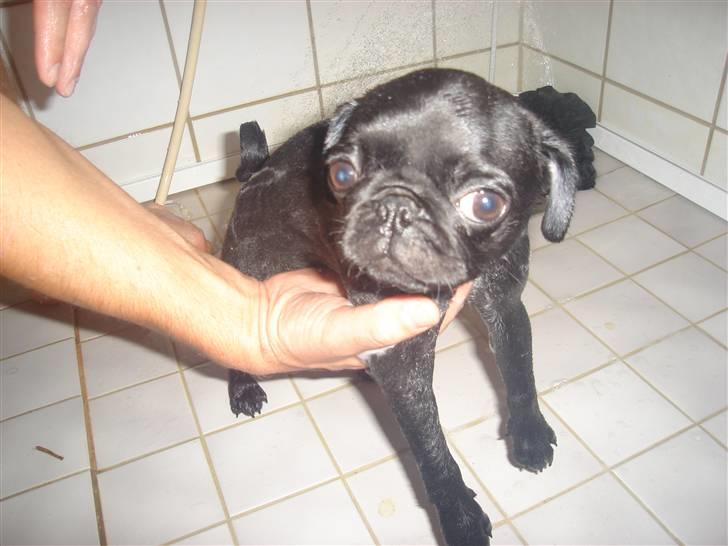 Mops Emma - Så er hun i bad for første gang :) billede 11