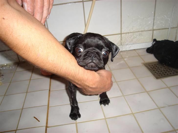 Mops Emma - Hun tog det rigtig pænt :) billede 12