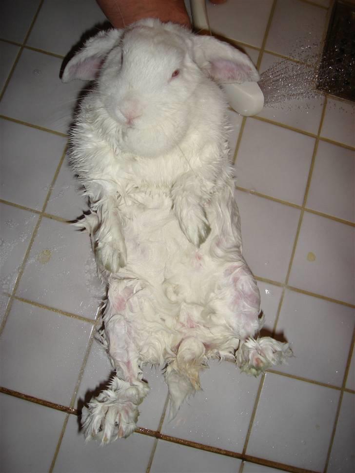 Mops Emma - Hendes gode kaninveninde Flaky fik også lige et bad :-) billede 13