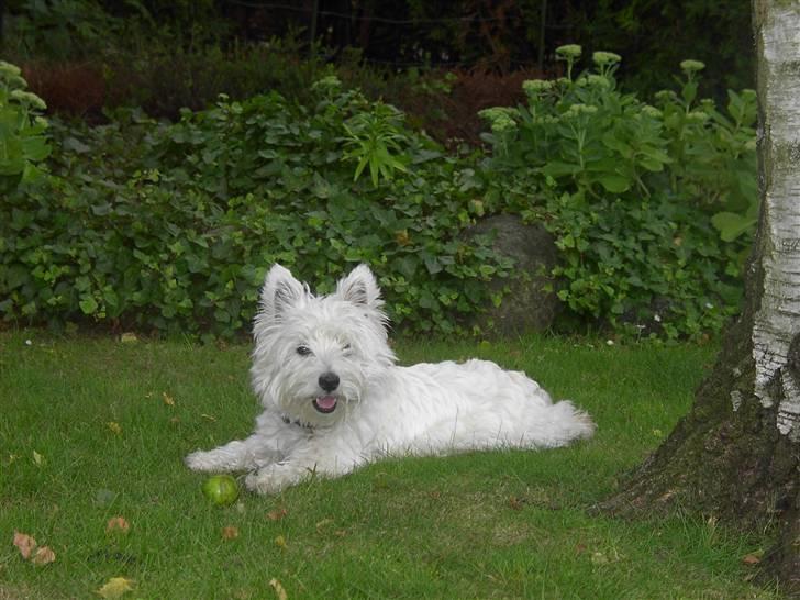 West highland white terrier chicka - verdens sødeste vuffer, er kommet til byen:) billede 1