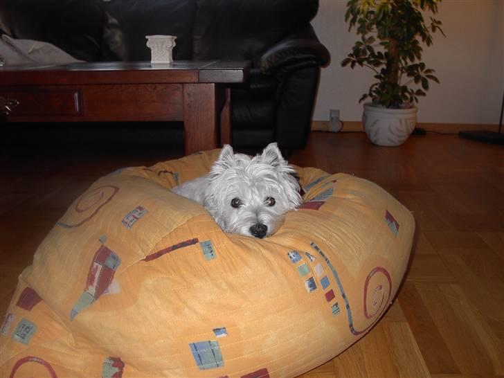 West highland white terrier chicka - og så tager vi lige en slapper... billede 2