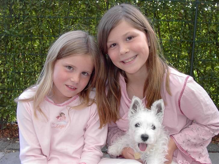 West highland white terrier chicka - chicka som hvalp billede 3