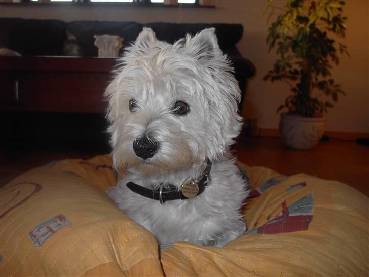 West highland white terrier chicka - " hvem kommer?" d: billede 4