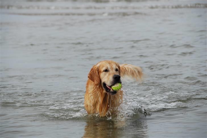 Golden retriever Django<'3 R.I.P  - Jeg er lige en tur på stranden, for at spille lidt bold. billede 7