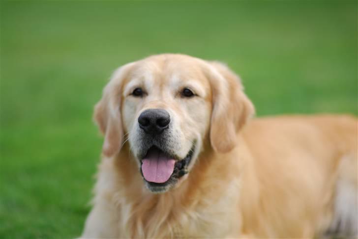 Golden retriever Django<'3 R.I.P  - Her ligger jeg igen i god stilling billede 9