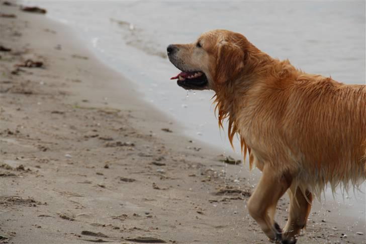 Golden retriever Django<'3 R.I.P  - Kom nu med den bold så jeg kan løbe efter den billede 10