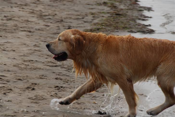 Golden retriever Django<'3 R.I.P  - Så Nanna er du klar nu kommer jeg med bolden (: billede 11