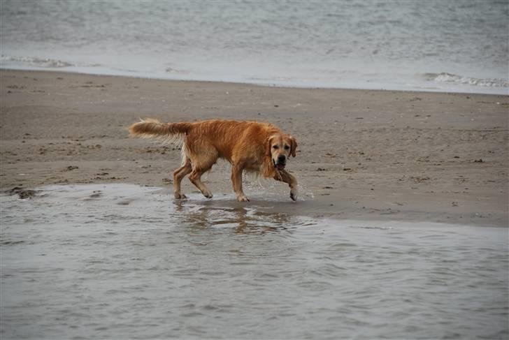 Golden retriever Django<'3 R.I.P  - Jeg kan ikke finde bolden? billede 12