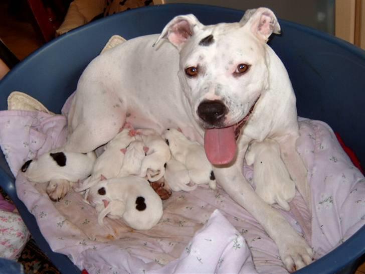 Amerikansk bulldog Albie - Se hvo godt jeg klarer det. her. Jeg er bare så glad. billede 19