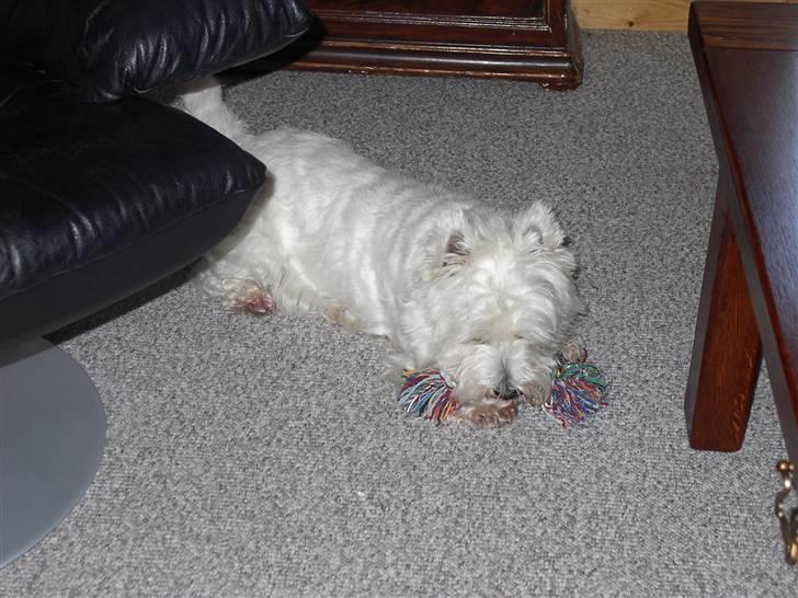 West highland white terrier chicka - gumle, gumle billede 5