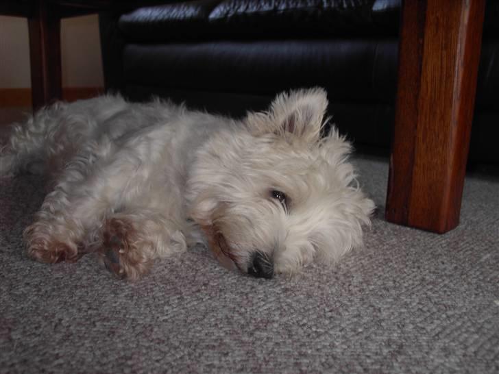 West highland white terrier chicka - sleepy billede 6