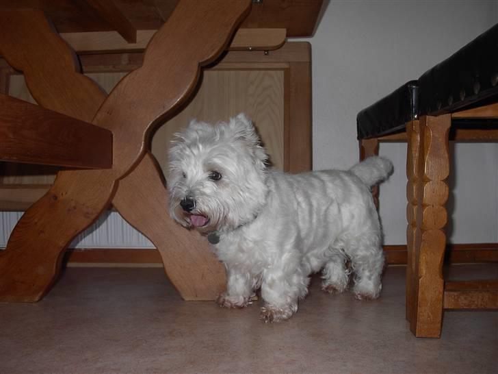 West highland white terrier chicka - " hvad er det??" billede 7