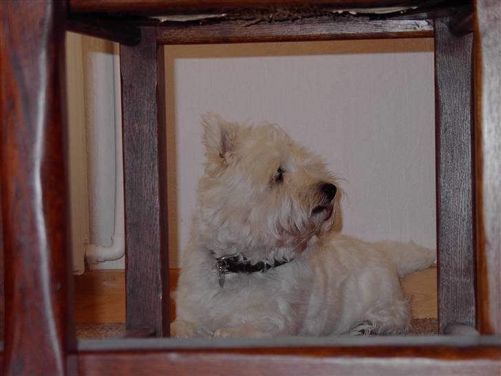 West highland white terrier chicka - " er jeg lige fotogen eller hva?" billede 8