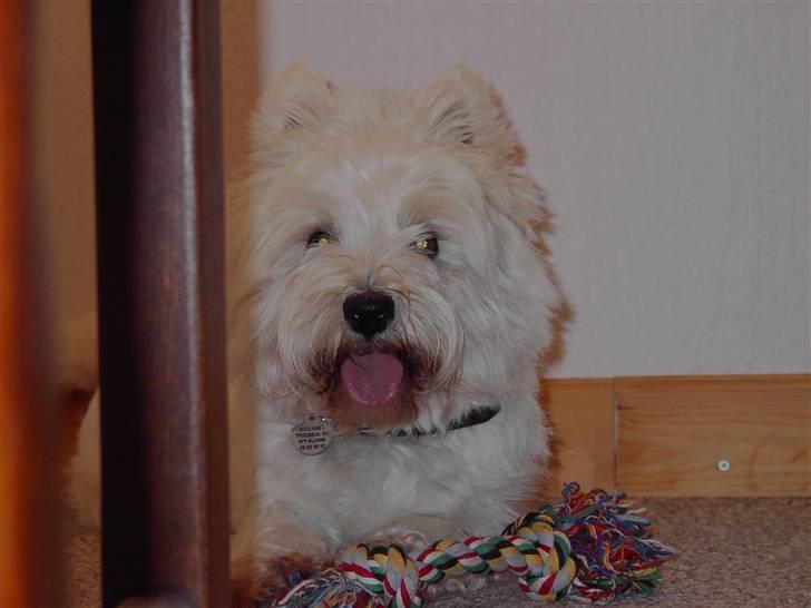 West highland white terrier chicka - ha ha ha billede 9