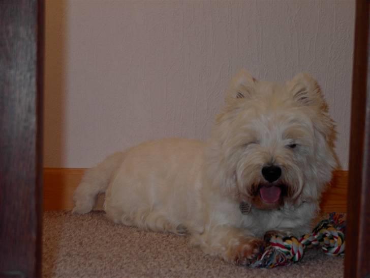 West highland white terrier chicka - " davs i stuen" billede 10