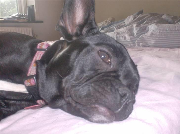 Fransk bulldog Luna billede 2