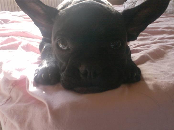 Fransk bulldog Luna billede 3