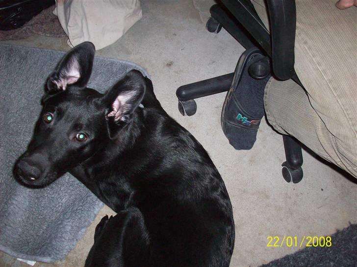 Blanding af racer Tigo billede 7