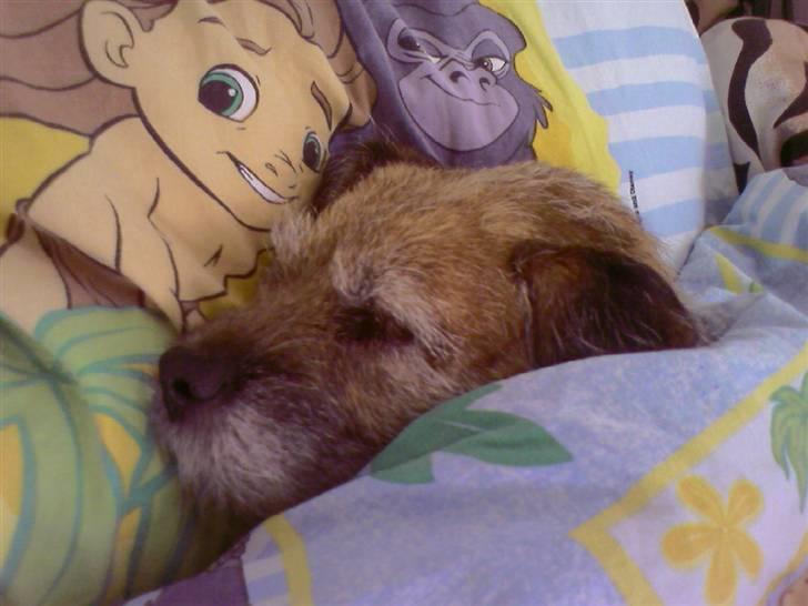 Border terrier Tikki - Savnet :'(  <3 - Welcome til Tikki`s profil...  <3333 billede 1