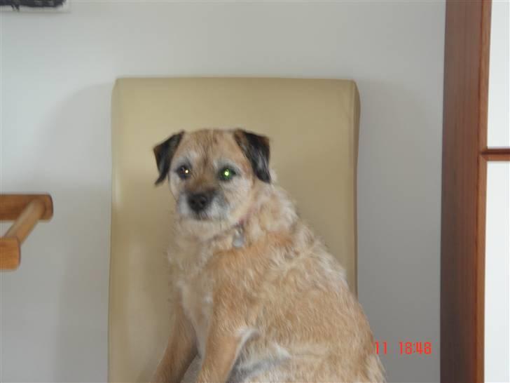 Border terrier Tikki - Savnet :'(  <3 - Tikki en SUPER model <3333 billede 2