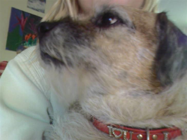 Border terrier Tikki - Savnet :'(  <3 - Uhh for jeq ikk oz lige lidt mad ... <333 billede 3