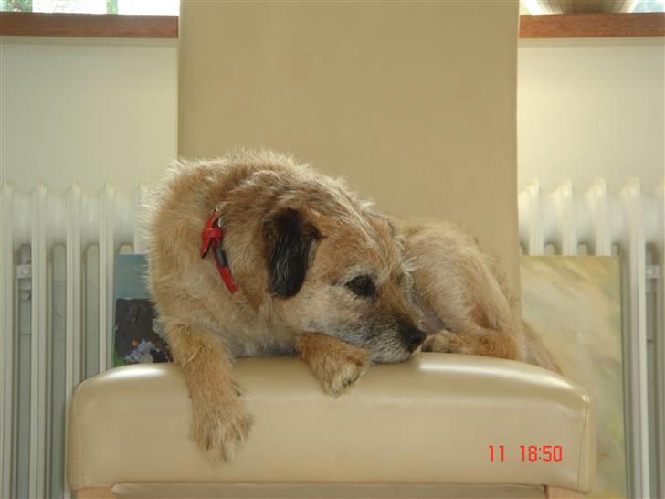 Border terrier Tikki - Savnet :'(  <3 - Uhh det er hårdt at være mode heheh <333 billede 4