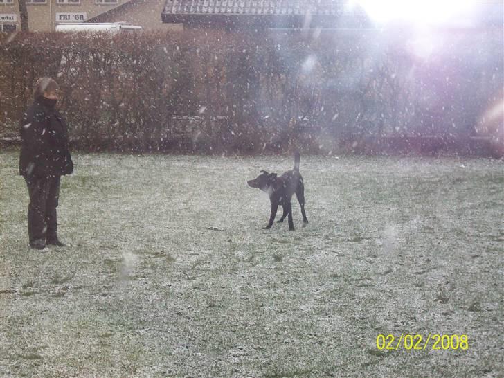 Blanding af racer Tigo billede 8