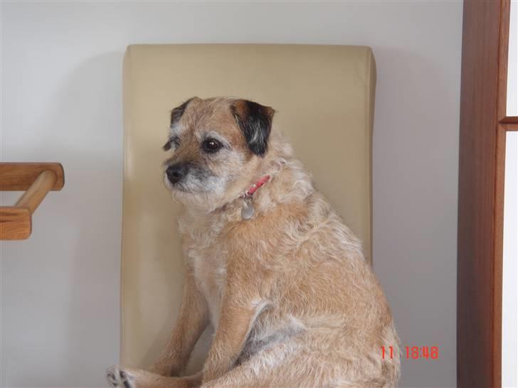 Border terrier Tikki - Savnet :'(  <3 - Såå sidder jeg bare lige her så kan jeg følge med <333  billede 5