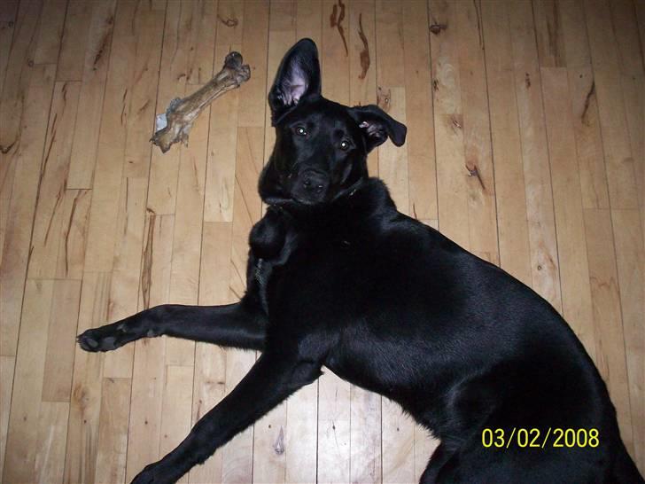 Blanding af racer Tigo billede 10