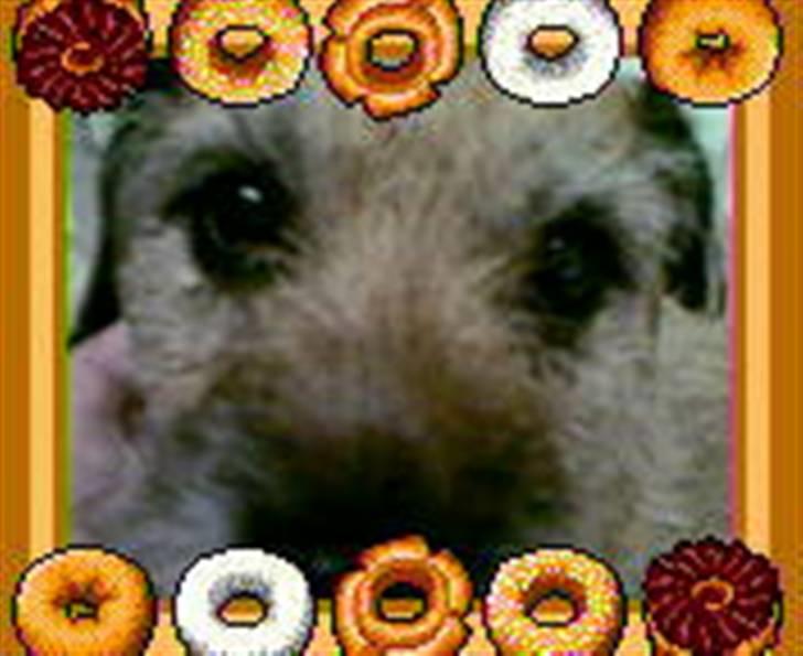 Border terrier Tikki - Savnet :'(  <3 - Er jeg ikk sød om-givet af KAGE ... <333 billede 6