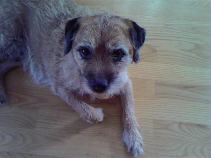 Border terrier Tikki - Savnet :'(  <3 - Lille Tikki <3333 billede 7
