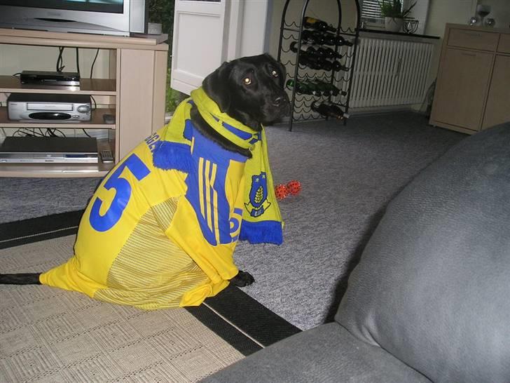 Labrador retriever Chili Sunborn FIFI - Fifi klar til kamp.. billede 11