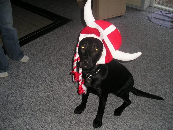 Labrador retriever Chili Sunborn FIFI - Go Danmark billede 12