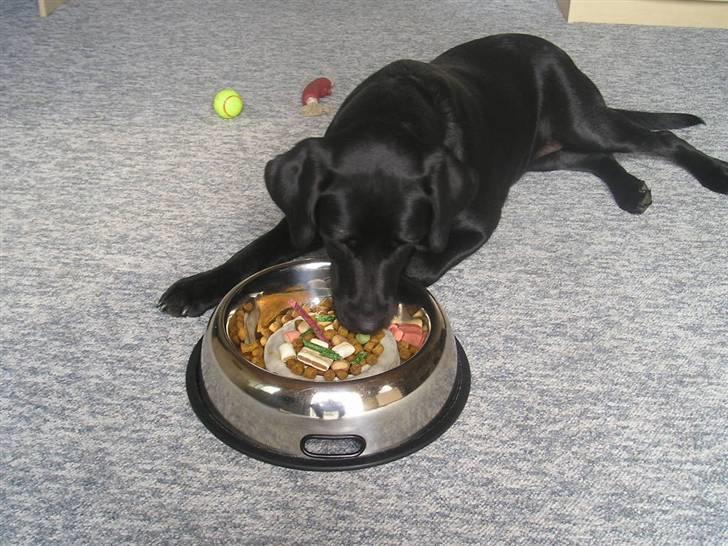 Labrador retriever Chili Sunborn FIFI - Fifi 1 år :) billede 13