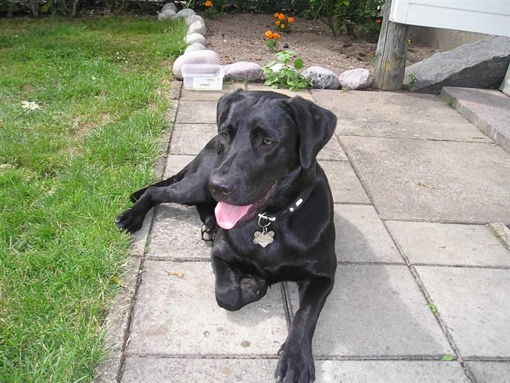 Labrador retriever Chili Sunborn FIFI - Hygge i haven billede 14