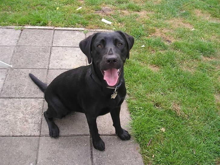 Labrador retriever Chili Sunborn FIFI - hej billede 15