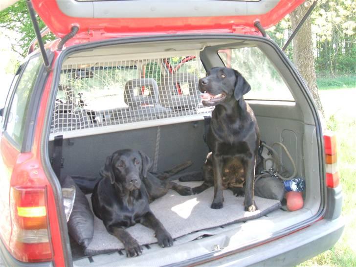 Labrador retriever Chili Sunborn FIFI - Fifi i bilen med sin datter Anna efter tur i skoven billede 16