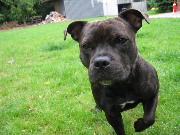 Staffordshire bull terrier *AYA* billede 15