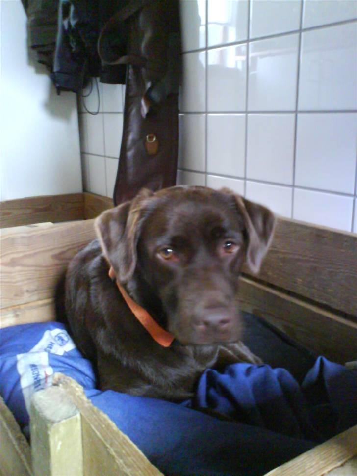 Labrador retriever freja - Jeg tager lige en slapper i sengen :O) TAK billede 20