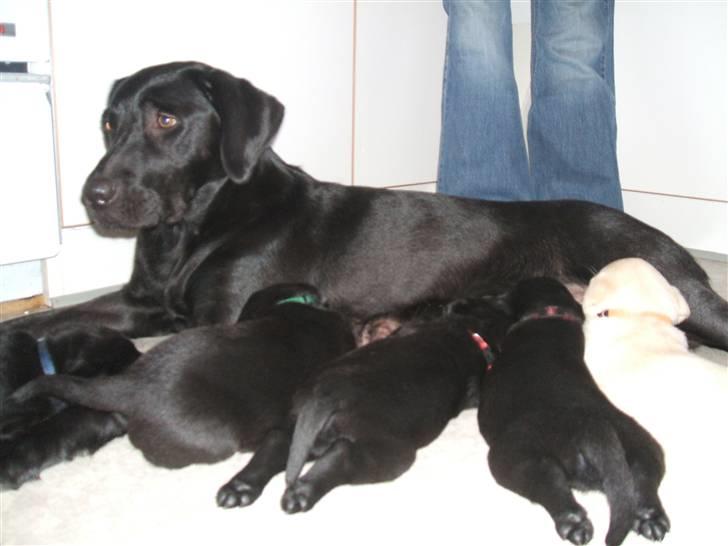 Labrador retriever Chili Sunborn FIFI - Fifi med sine første hvalpe billede 17