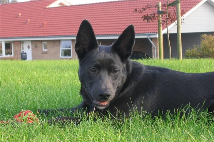 Australsk kelpie Diesel billede 9