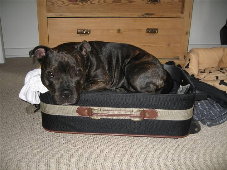 Staffordshire bull terrier *AYA* - don´t leave me billede 16